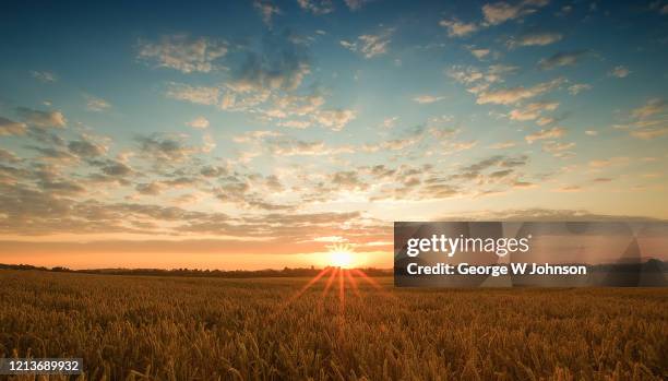 morning light - barley stock pictures, royalty-free photos & images