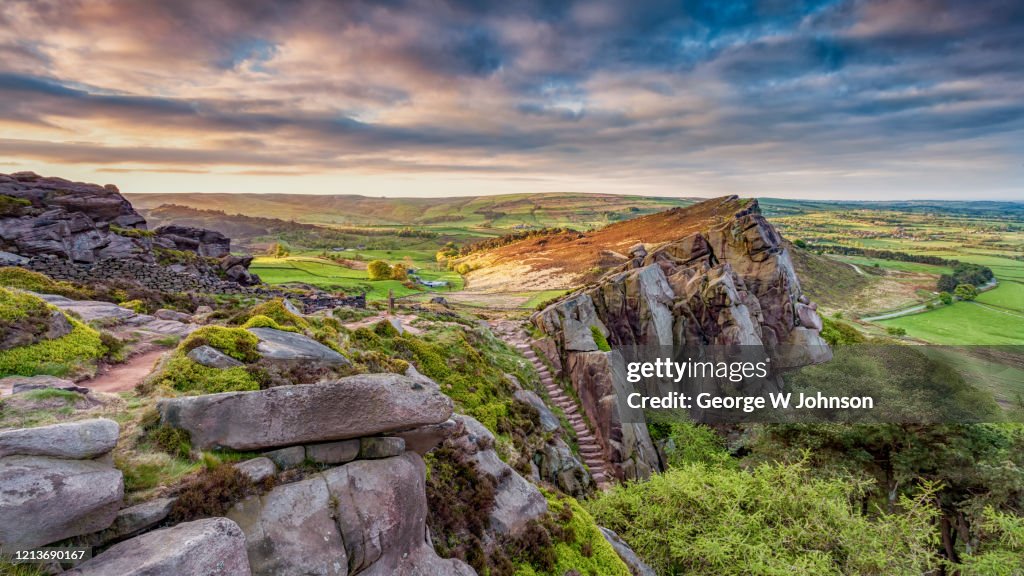 The Roaches