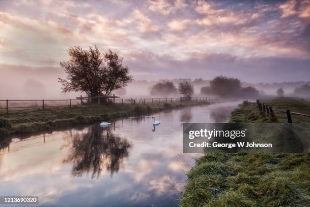 swans - hertford hertfordshire stockfoto's en -beelden