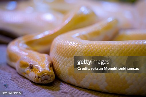 Python Molurus Bivittatus Golden Yellow Snake High-Res Stock Photo ...