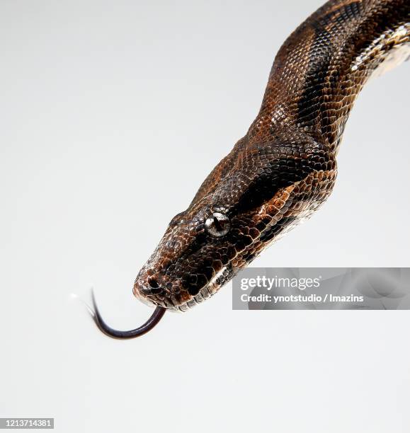boa - brown snake stock pictures, royalty-free photos & images