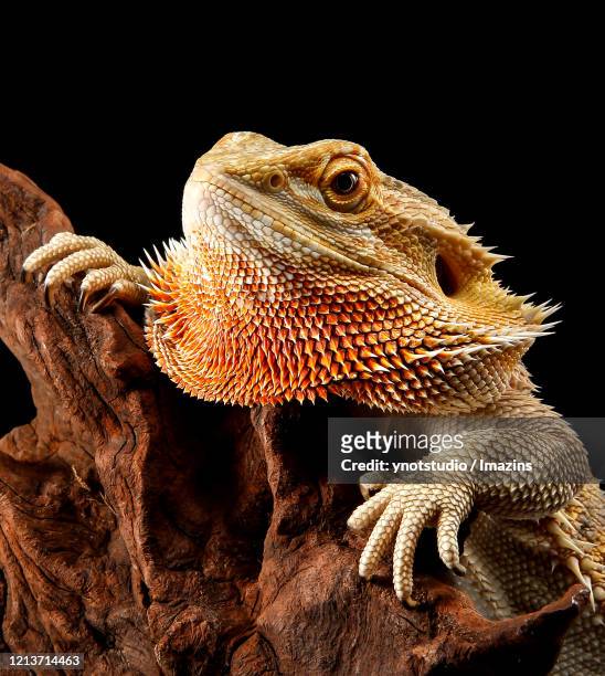 bearded dragon - bearded dragon stock pictures, royalty-free photos & images