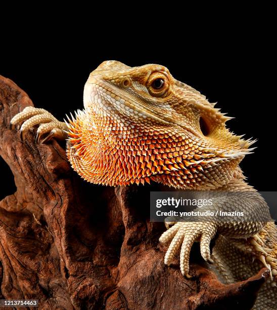 bearded dragon - bearded dragon - fotografias e filmes do acervo