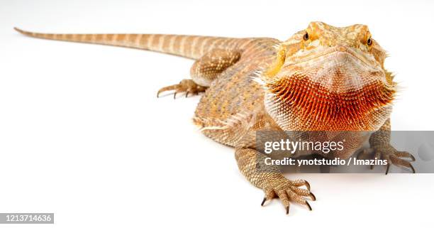 bearded dragon - baardagame stockfoto's en -beelden