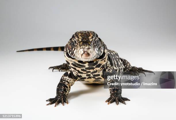 argentine black and white tegu - black and white tegu stock pictures, royalty-free photos & images