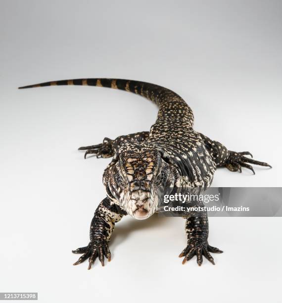 argentine black and white tegu - black and white tegu stock pictures, royalty-free photos & images