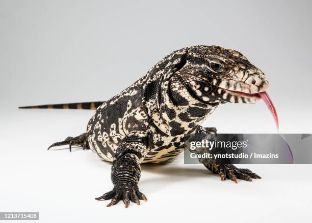 argentine black and white tegu - black and white tegu stock pictures, royalty-free photos & images