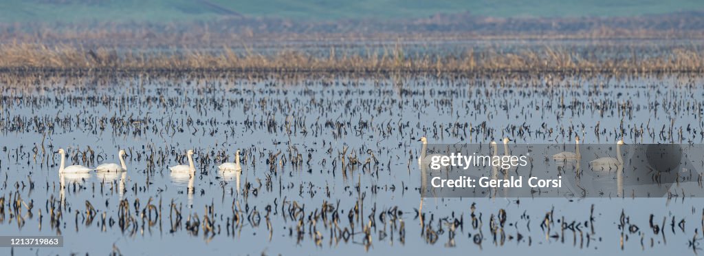El cisne de la tundra (Cygnus columbianus) es un pequeño cisne Holarctic. Staten Island en el delta del río Sacramento-San Joaquín, California