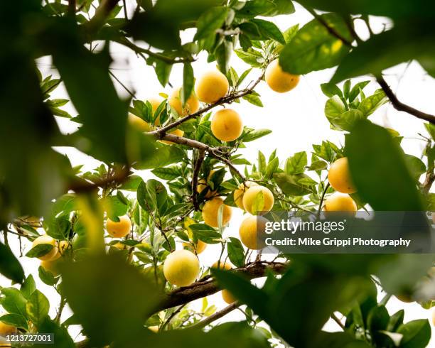 lemons in a tree - lemon tree stock pictures, royalty-free photos & images