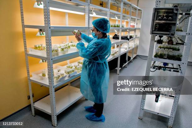 Researcher from the biotechnology laboratory of the Technological Institute of Costa Rica works with seedlings specially developed for farmers, for...