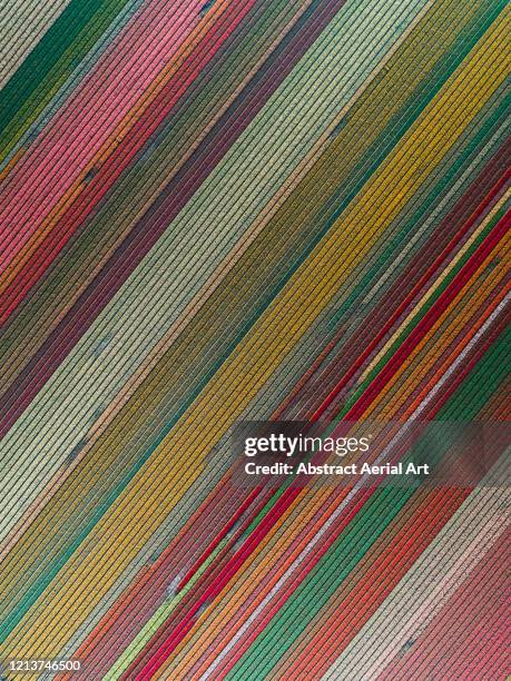 vibrant tulip fields as photographed from directly above, lisse, south holland, netherlands - wonderlust stockfoto's en -beelden