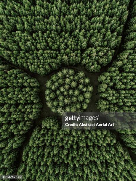 aerial shot above a strange looking forest, netherlands - sopra foto e immagini stock