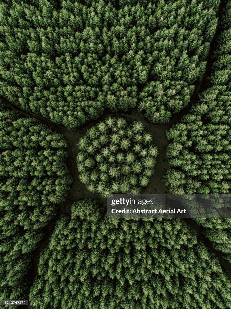 Aerial shot above a strange looking forest, Netherlands