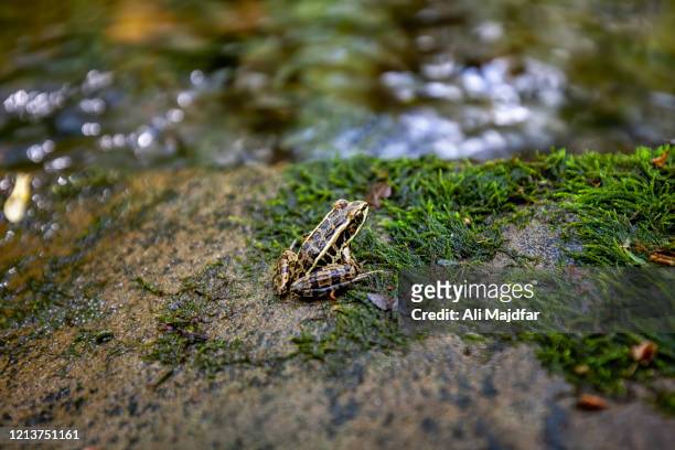 frog - kikker kikvorsachtige stockfoto's en -beelden