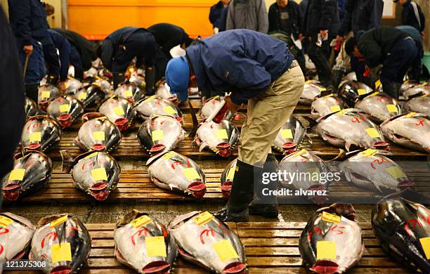 東京 fishmarket - 魚市場 ストックフォトと画像