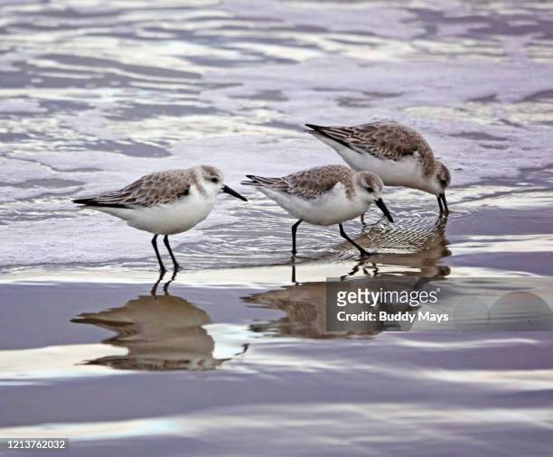 sanderling shorebirds on a pacific beach - correlimos tridáctilo fotografías e imágenes de stock
