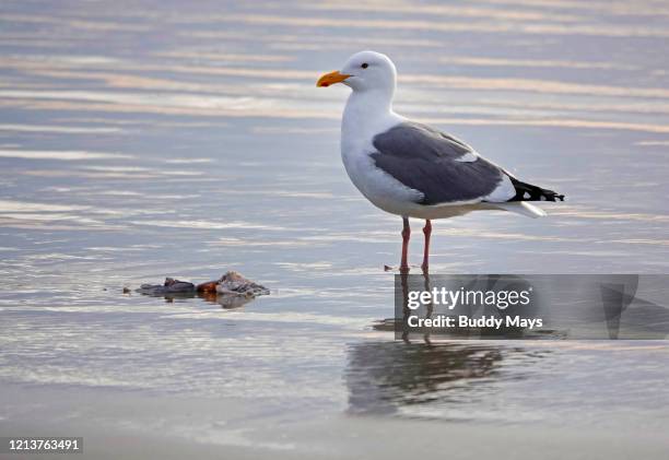 seagull feeding in the surf - foraging on beach stock pictures, royalty-free photos & images