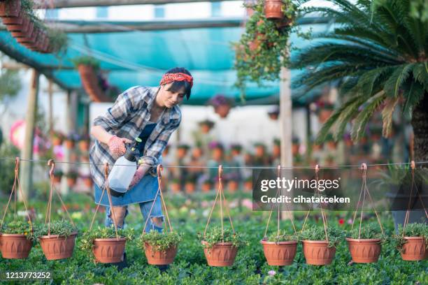 woman with gloves spraying a blooming fruit tree against plant diseases and pests. use hand sprayer with pesticides in the garden. - pests stock pictures, royalty-free photos & images