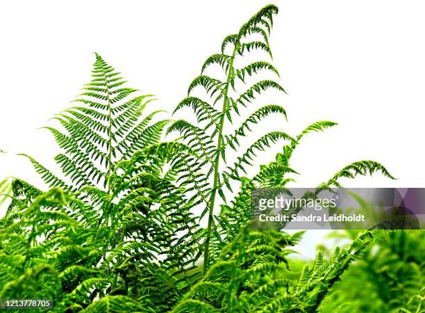 ferns in alesund, norway - pteropsida stock pictures, royalty-free photos & images