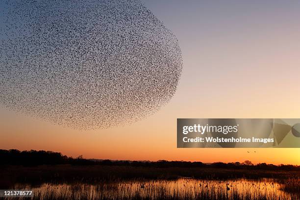 starling roost - bird formation flying stock pictures, royalty-free photos & images