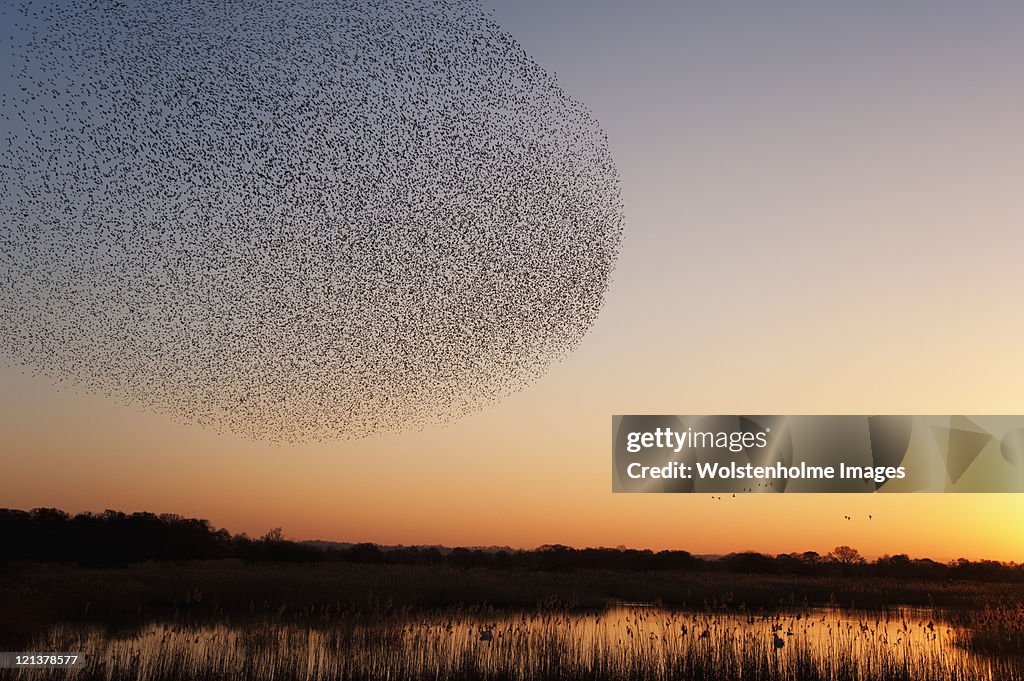 Starling roost