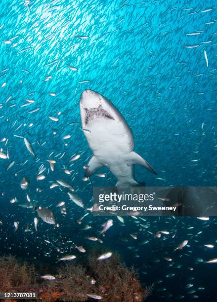 sand tiger shark with fish - sand tiger shark stock pictures, royalty-free photos & images