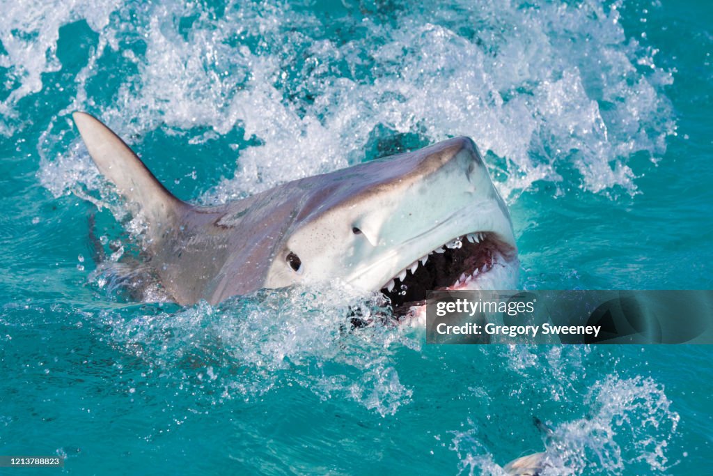 Tiger Shark Attacks at the Surface