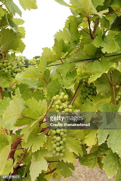 wine grapes on  vine - gumpoldskirchen stock pictures, royalty-free photos & images