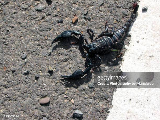giant forest scorpion heterometrus sp - pedipalp stock pictures, royalty-free photos & images