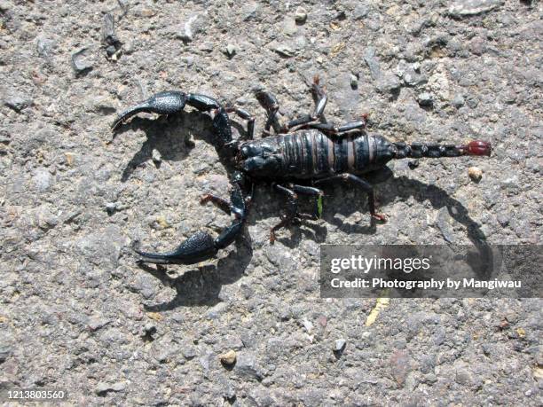 giant forest scorpion heterometrus sp - skorpion stock-fotos und bilder