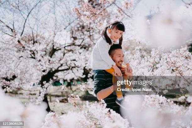 father carrying little girl on shoulders under cherry blossoms, tokyo, japan - tokyo japan cherry blossom stock pictures, royalty-free photos & images