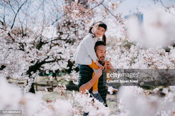 father carrying little girl on shoulders with cherry blossoms, tokyo, japan - cherry blossoms in full bloom in tokyo stock pictures, royalty-free photos & images