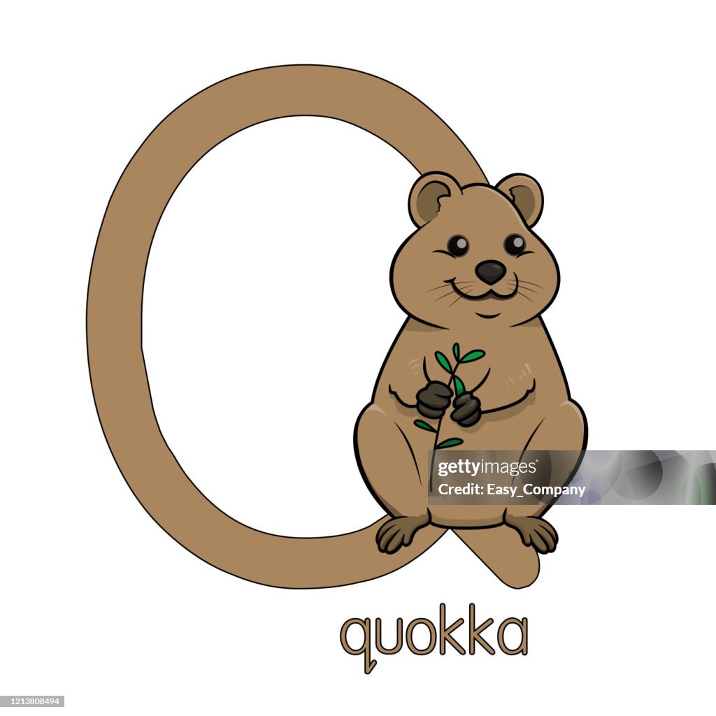 Vector illustration of a Quokka standing isolated on white background. With the capital letter Q for use as teaching materials Let children get to know the English alphabet.