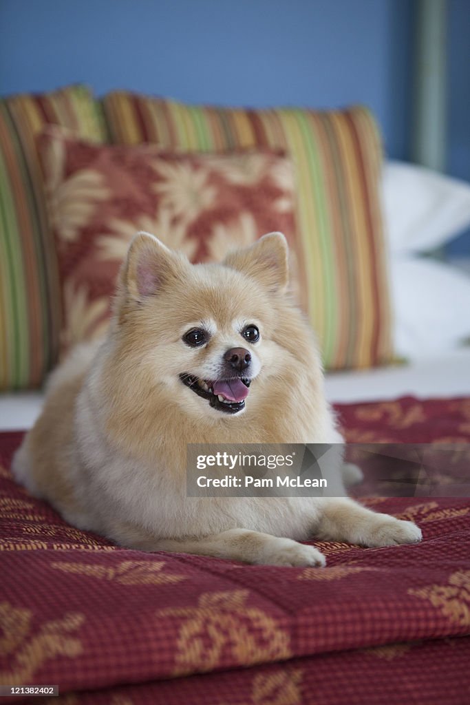 Pomeranian dog in pet friendly hotel room