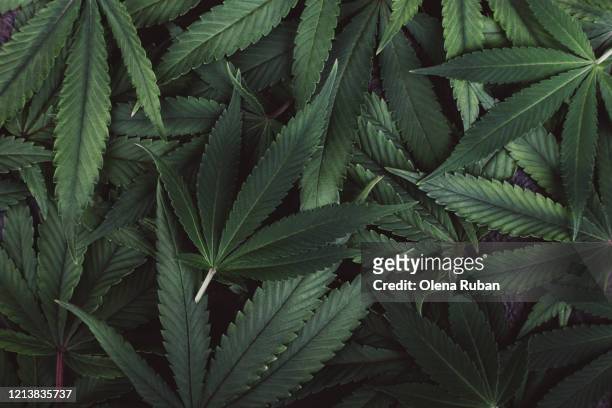 beautiful green leaves of marijuana closeup lie - marijuana leaf stockfoto's en -beelden