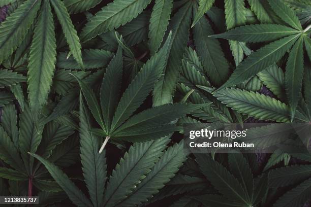 beautiful green leaves of marijuana closeup lie - weed leaf stock pictures, royalty-free photos & images