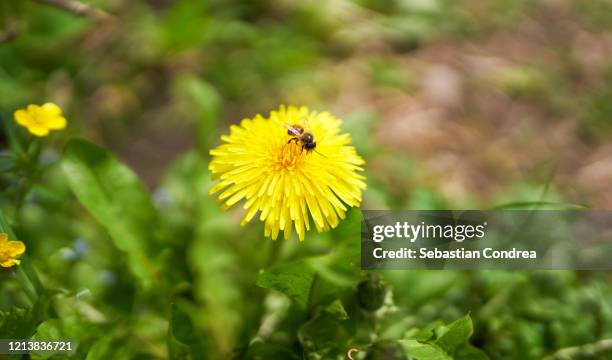 honey bee on dandelion in springtime flower april. - bee flower grass stock-fotos und bilder
