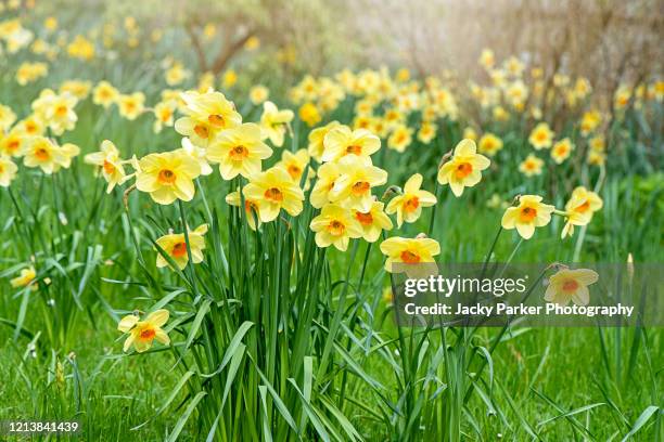 pretty spring, yellow daffodil flowers in soft sunshine also known as narcissus - daffodil stock pictures, royalty-free photos & images