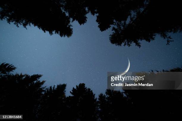 moon crescent between forest trees in calm night - eid sky imagens e fotografias de stock