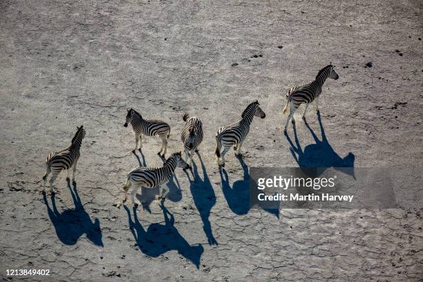 aerial view of a herd of migrating burchell's zebras on the makgadikgadi pans, botswana - zebra herd stock-fotos und bilder