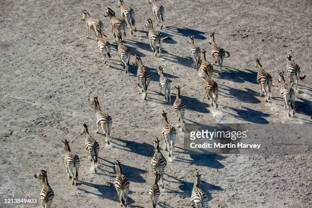 aerial view of a herd of migrating burchell's zebras on the makgadikgadi pans, botswana - zebra herd stock pictures, royalty-free photos & images