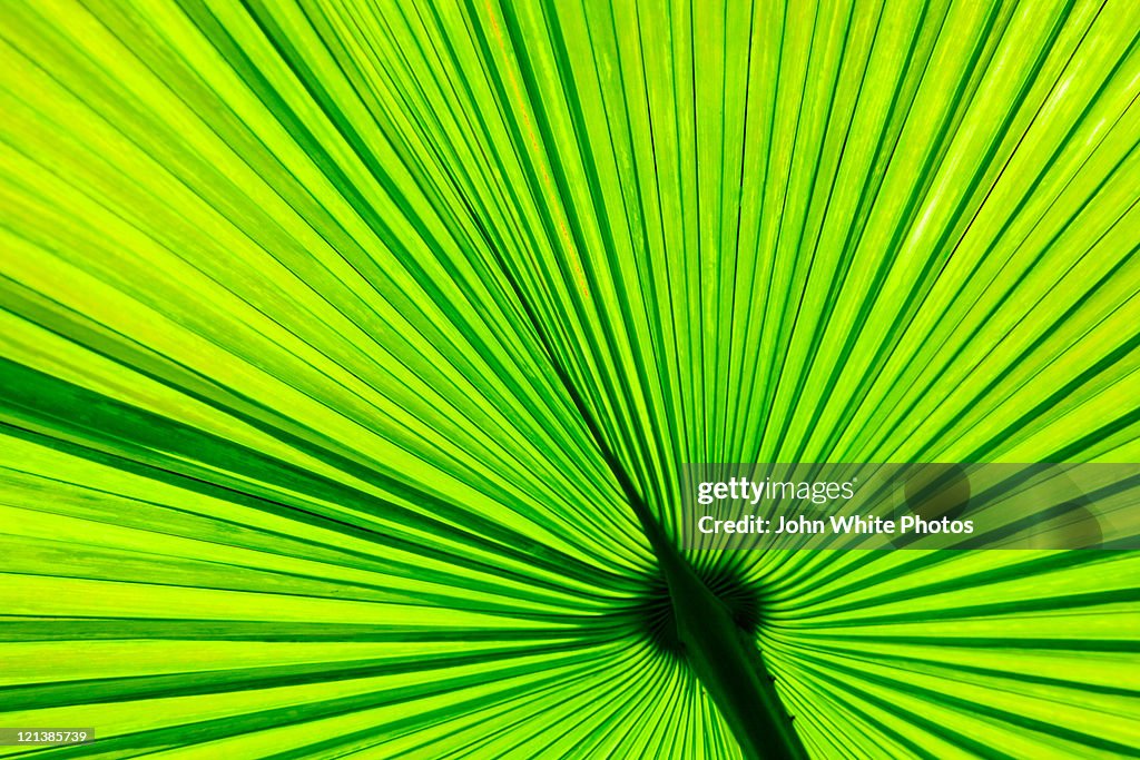 Green palm leaf.