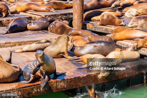 sunbathing sea lions at pier 39 san francisco usa - san francisco californië stock-fotos und bilder