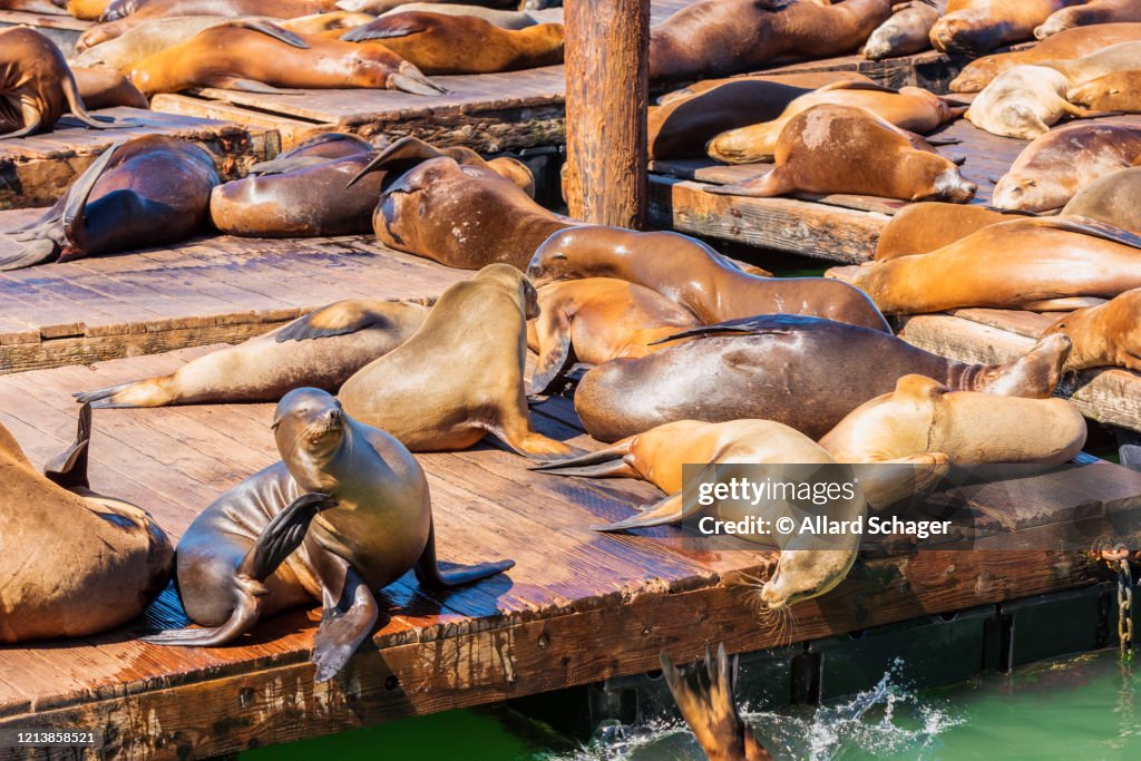 Sunbathing Sea Lions at Pier 39 San Francisco USA