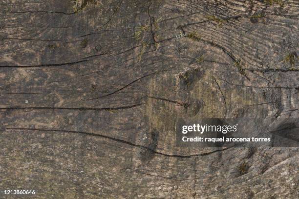 cross section of a tree trunk - beech wood texture stock pictures, royalty-free photos & images