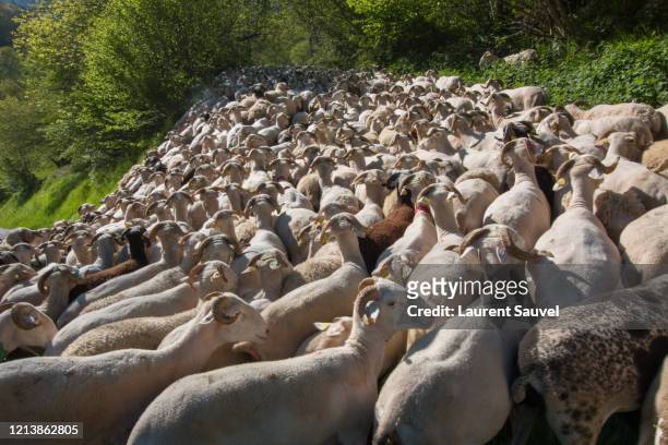 a very squashed flock of sheep being herded in the pyrenees, france - laurent sauvel photos et images de collection