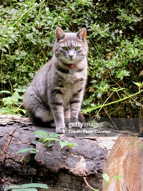 domestic cat on tree stump - baumstumpf stock-fotos und bilder