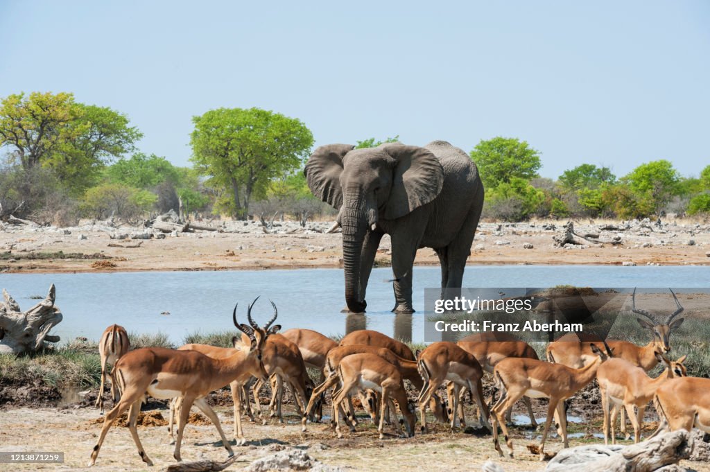 Single elephant and a herd of impala, Etosha National Park, Namibia