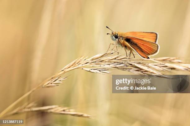 small skipper butterfly [thymelicus sylvestris] - hesperiidae stock pictures, royalty-free photos & images