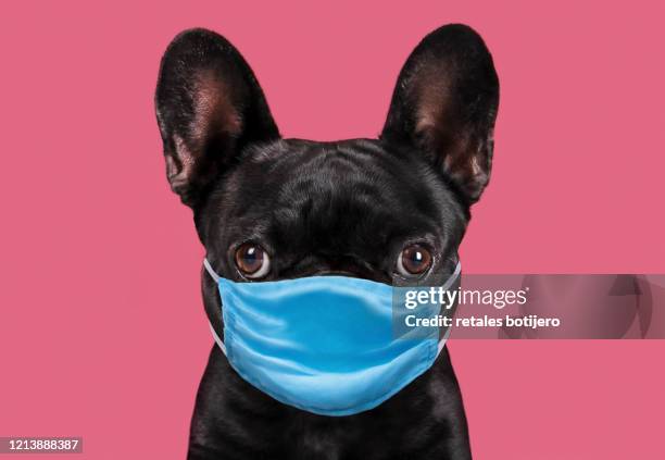 dog wearing protective face mask. - dog mask stockfoto's en -beelden